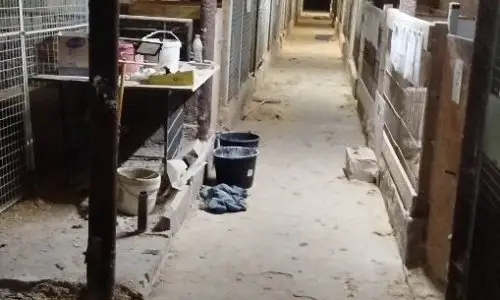 Interwencja w nielegalnej hodowli psów w Kielcach