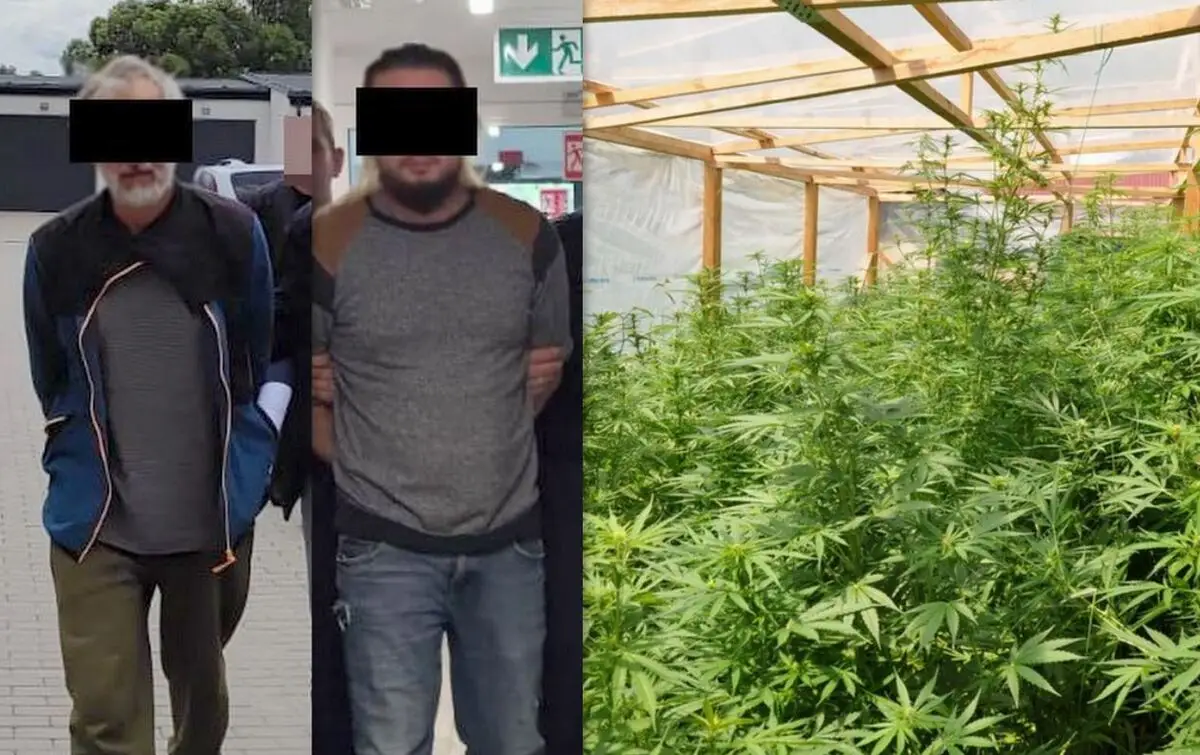 Zlikwidowano nielegalną uprawę konopi indyjskich w Biłgoraju