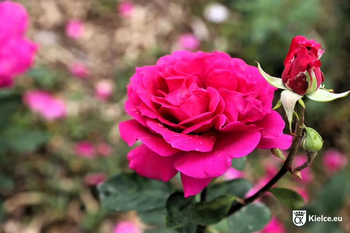 VII Kieleckie Święto Róż w Ogrodzie Botanicznym