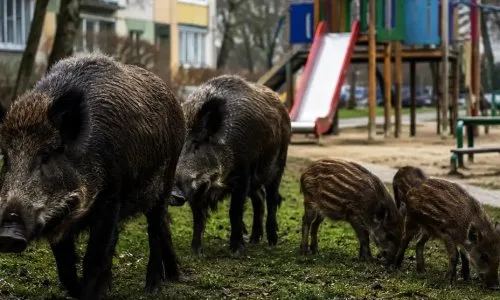 Zachowaj ostrożność: Nie dokarmiaj dzikich zwierząt